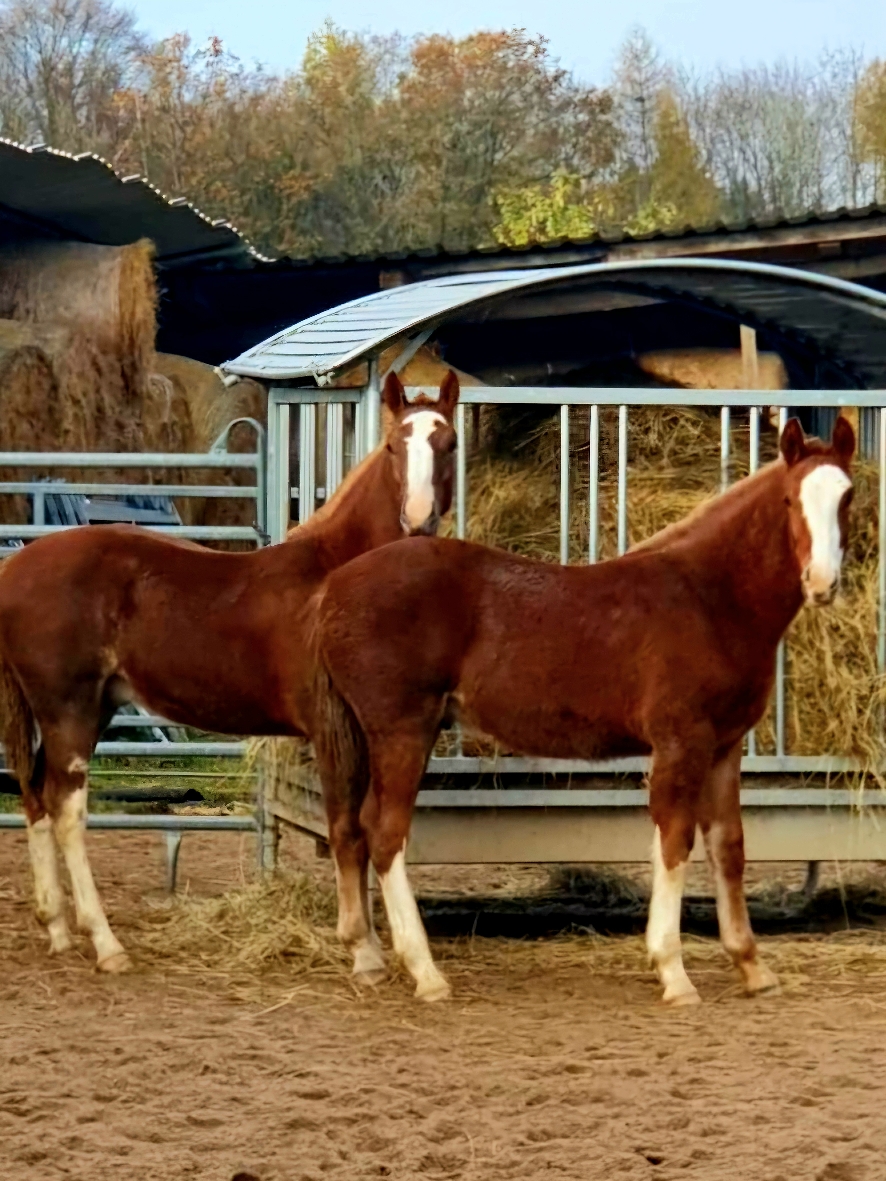 Finn und Leano 