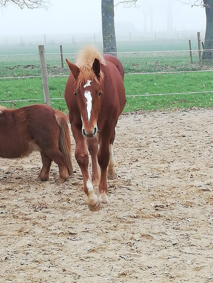 Hamiro Basisfreiberger aus der Jonenherde 
