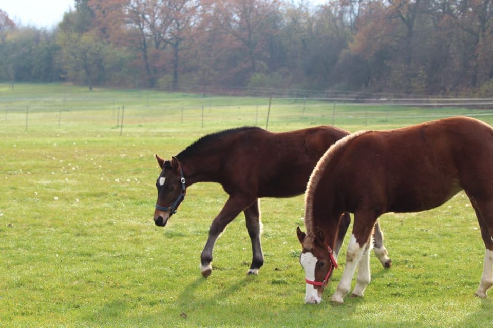 Liroy mit seiner Bella 