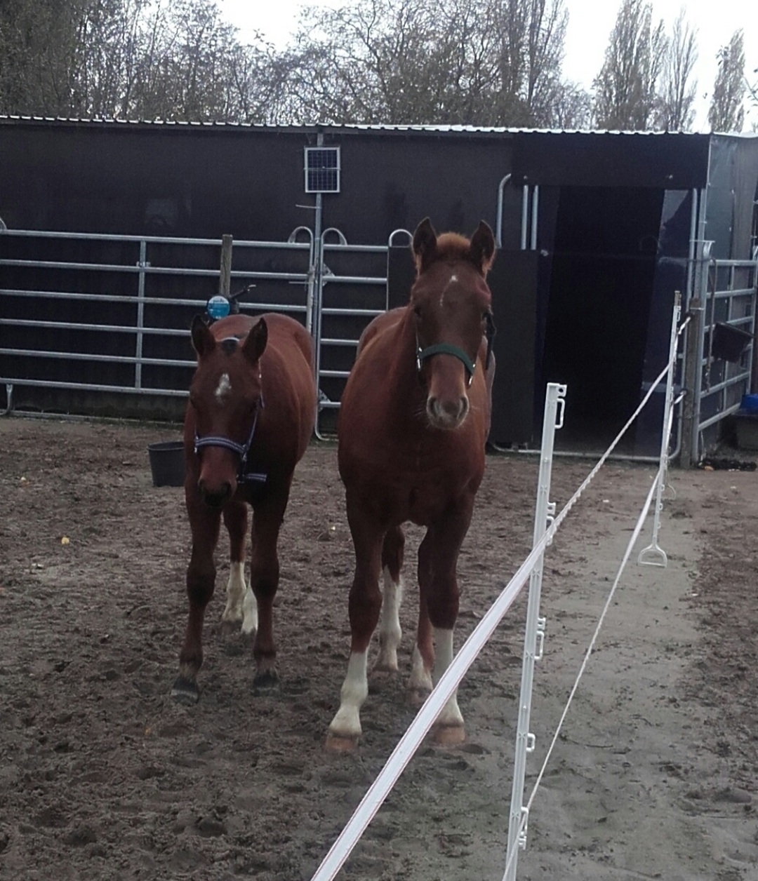 Alvin und Harley im neuen Zuhause !
