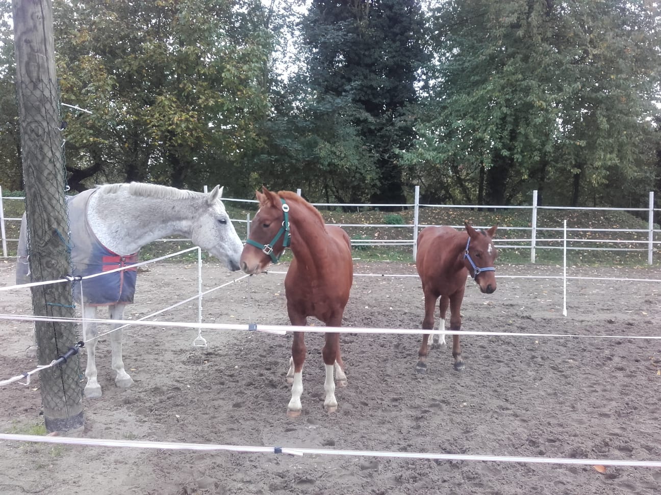 Harley und Alvin begrüßen erstmal die neuen Nachbarn !