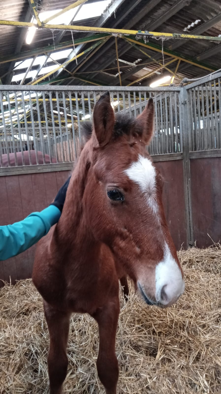 Hamilton de la Taraude ist auch endlich da !