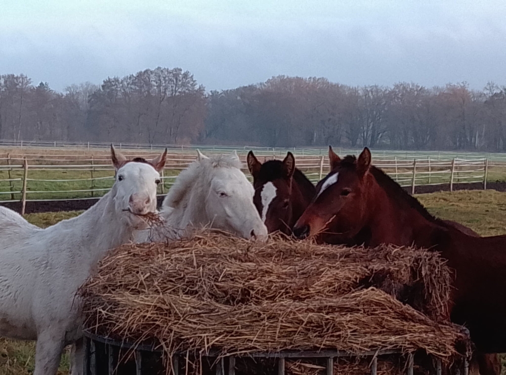 Diamond, Elaiko, Sunny und Louis 