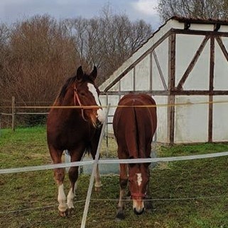 Chinelle und Eline Elsa (links) Myrtille