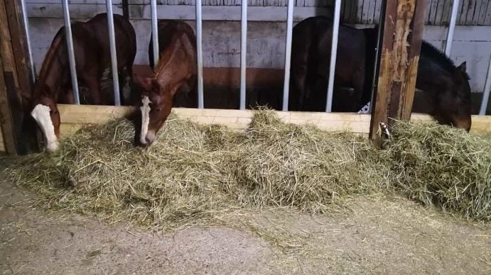 Hunger ! von links Dovan, Nino ,Amigo und Calypso 