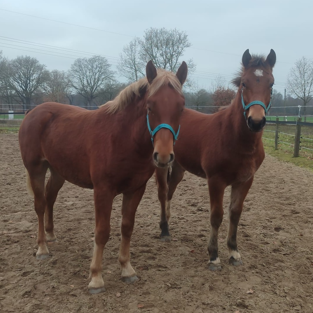 Hivo  & Hannes aus Jonen