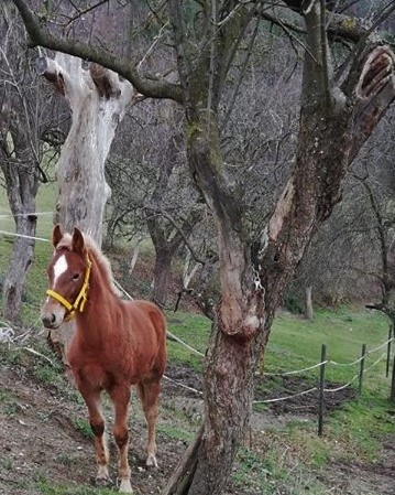Quina 
