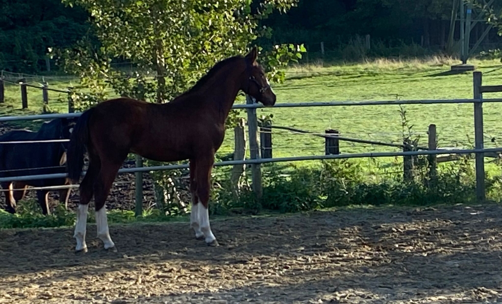Lucky erkundet sein neues Zuhause !