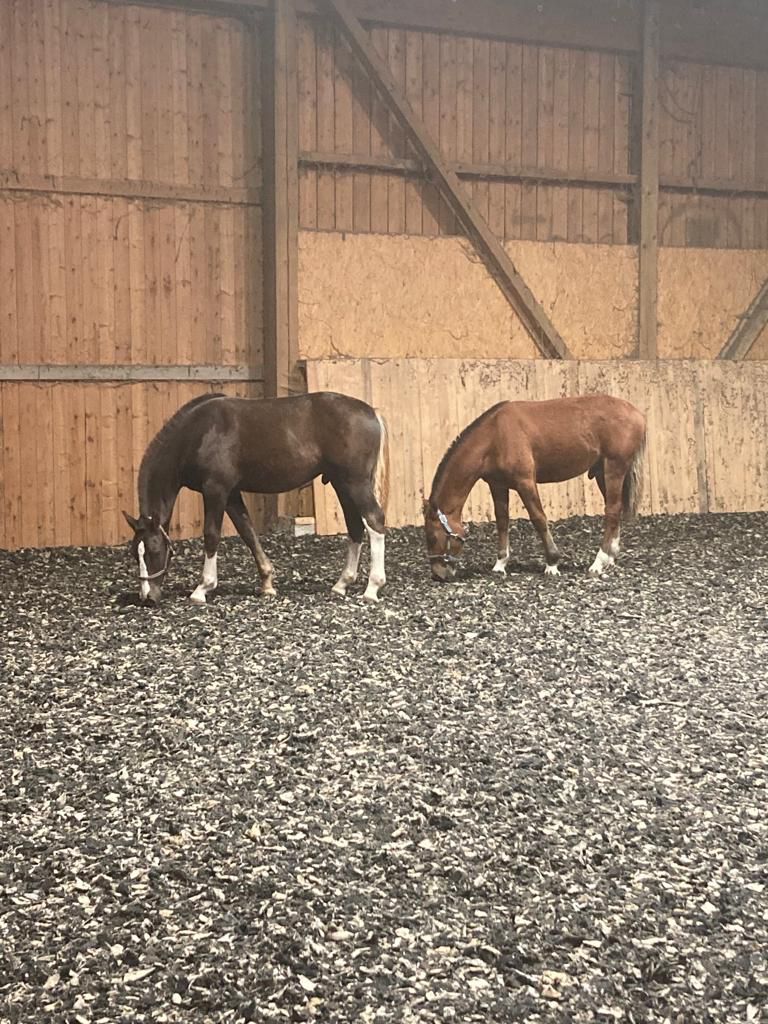 Sunnyboy & Rocky