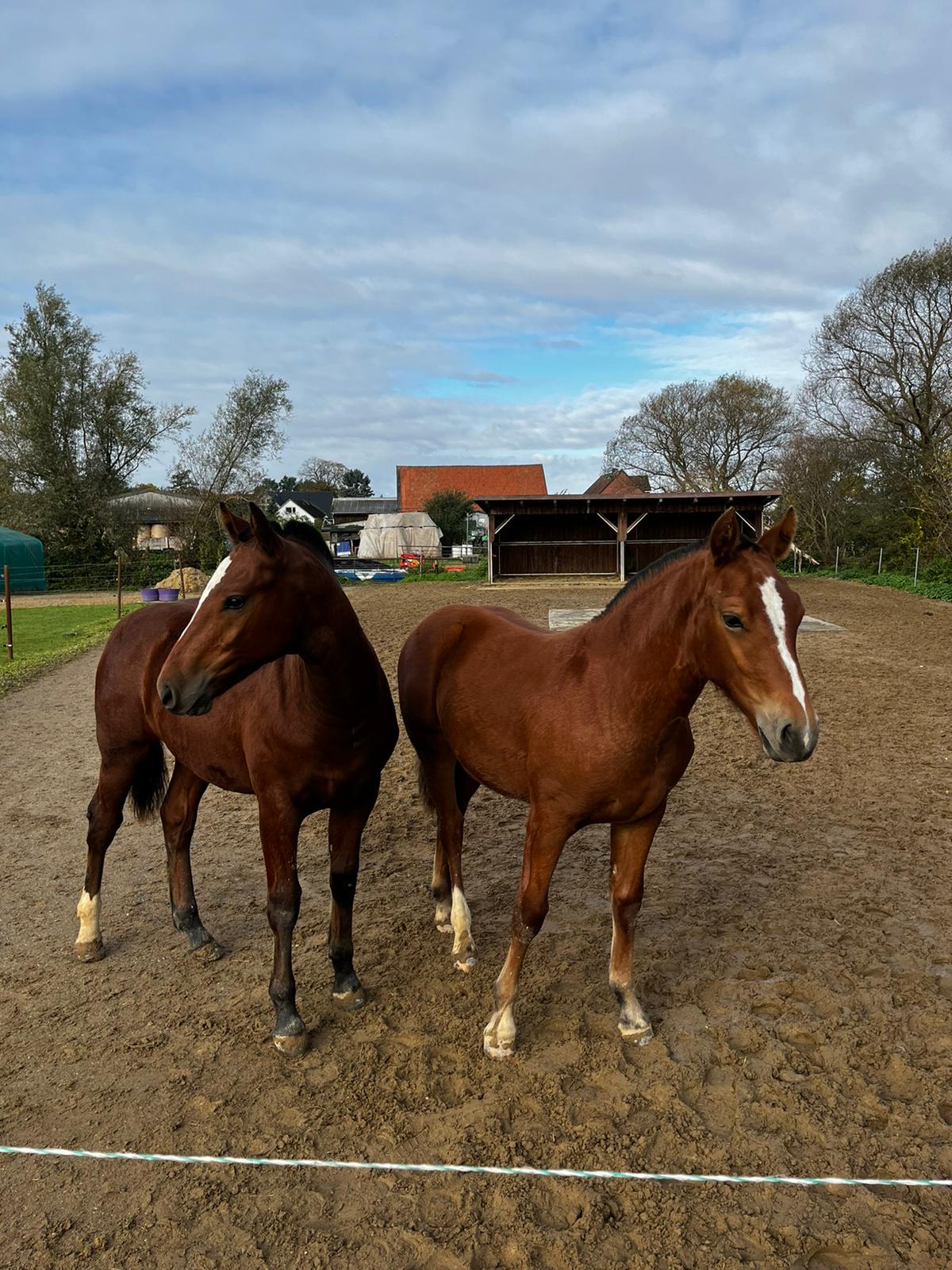 Hector und Norina 