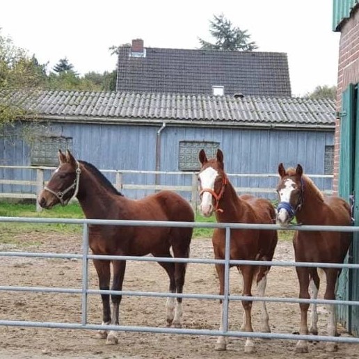  Nino ,Amigo und Calypso 
