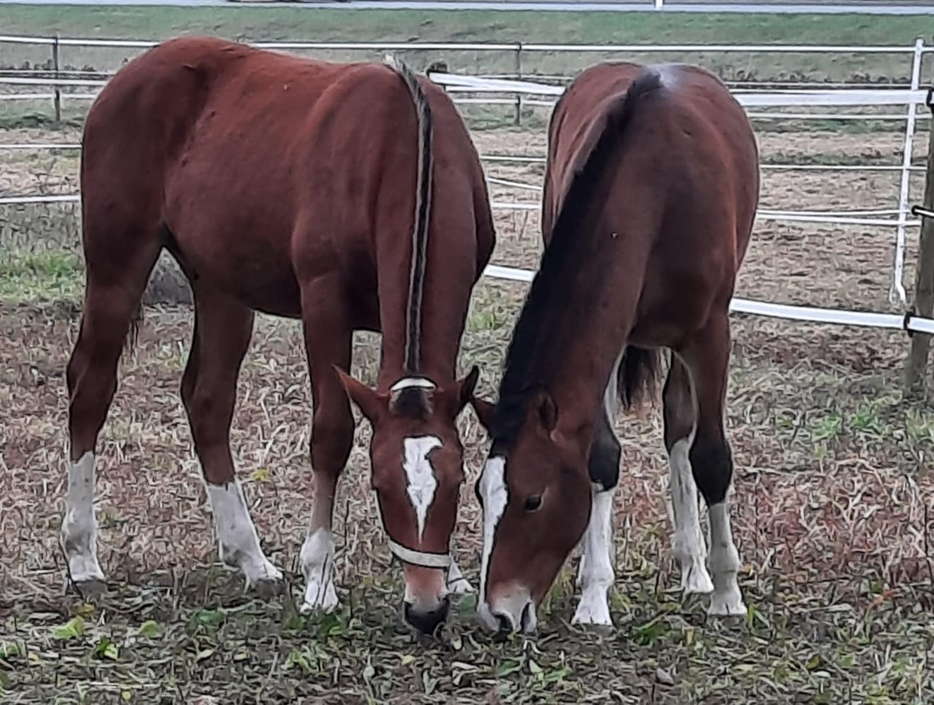  Cooper links und  Harry sind da !!! 