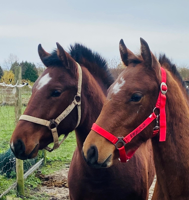 Leyko & Eragon