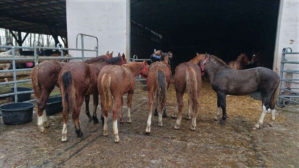 Am nächsten Tag haben wir erste Bekanntschaft mit der "Rothalftergang" gemacht:   Liséa, Scarlette, Canyon, Cooper 1, Dynastie, Calvin, Coeur, Cooper 2, Clover....