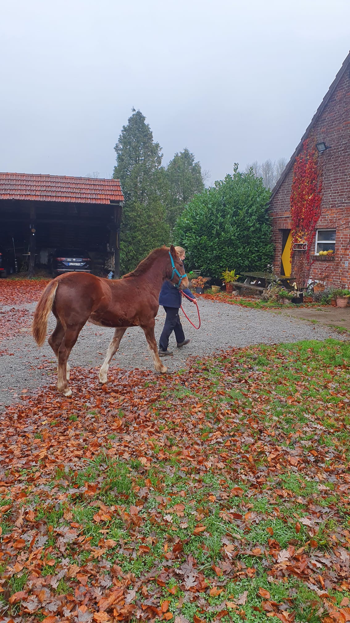 Ayka