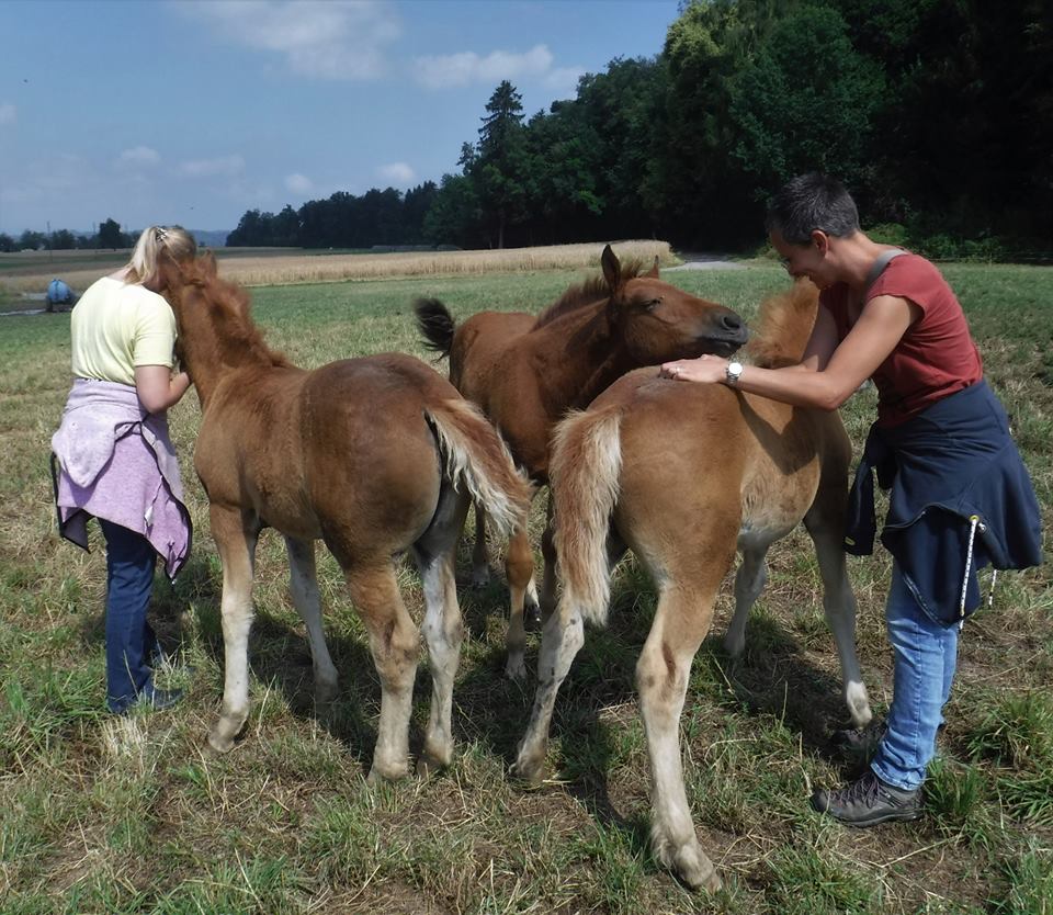 Mit neuen Bildern von Kira und Melanie die am Wochenende  6.7.- 8.7.2018  die Fohlenherde in Jonen besucht haben .  