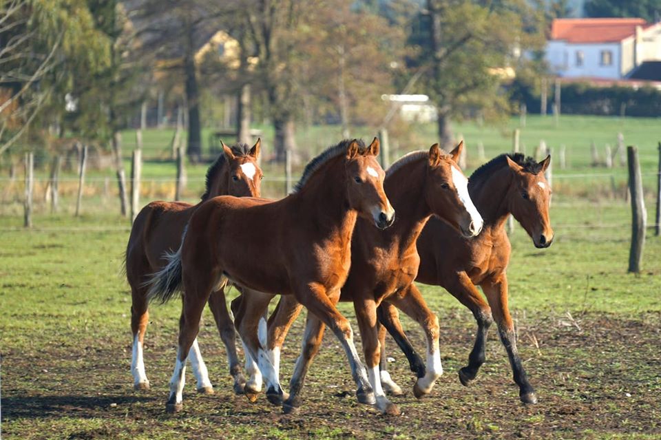 links Kodaline , Solei  ,Eliana   hinten Citronelle