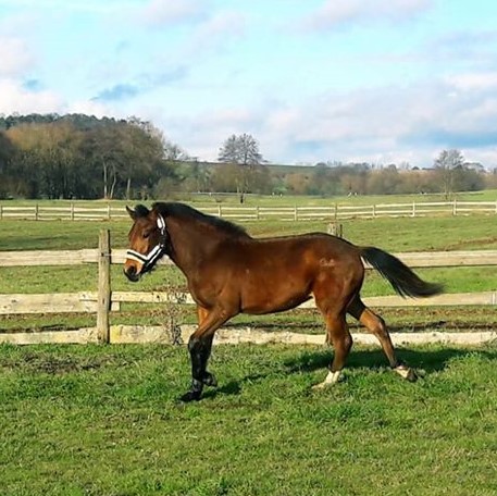 Fynn