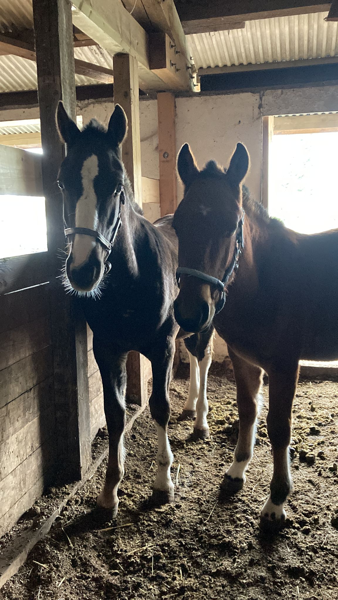 Sunnyboy & Rocky sind da :)