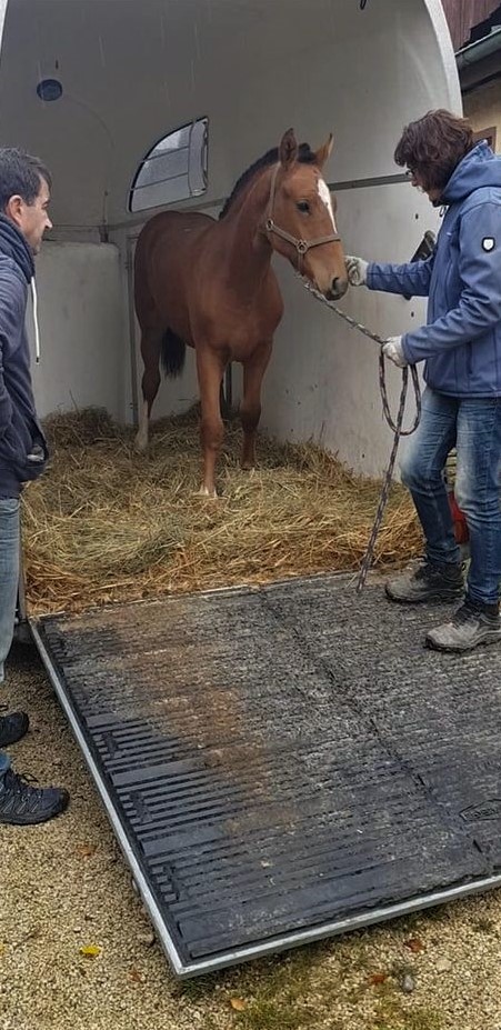 Finou's (Fidij) Ankunft auf der schwäbischen Alb