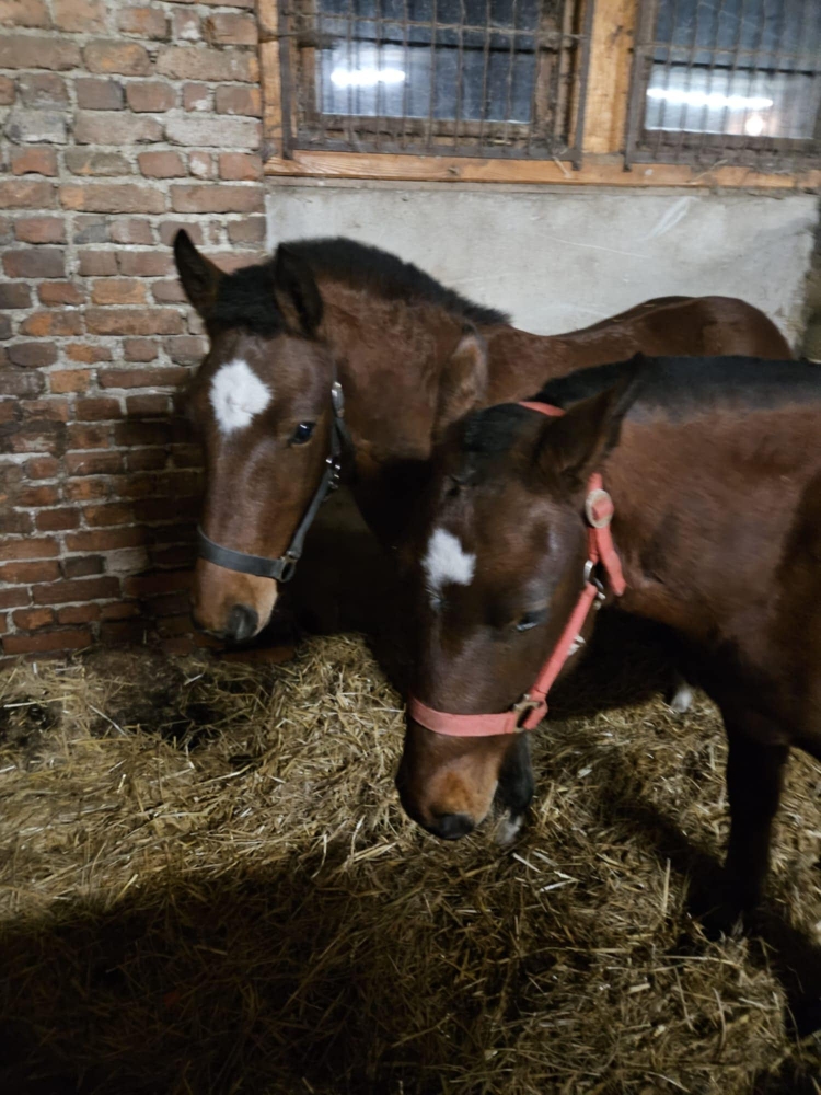 Flake und Star alias Don Elly de La'pachelle und Dix de Cour 