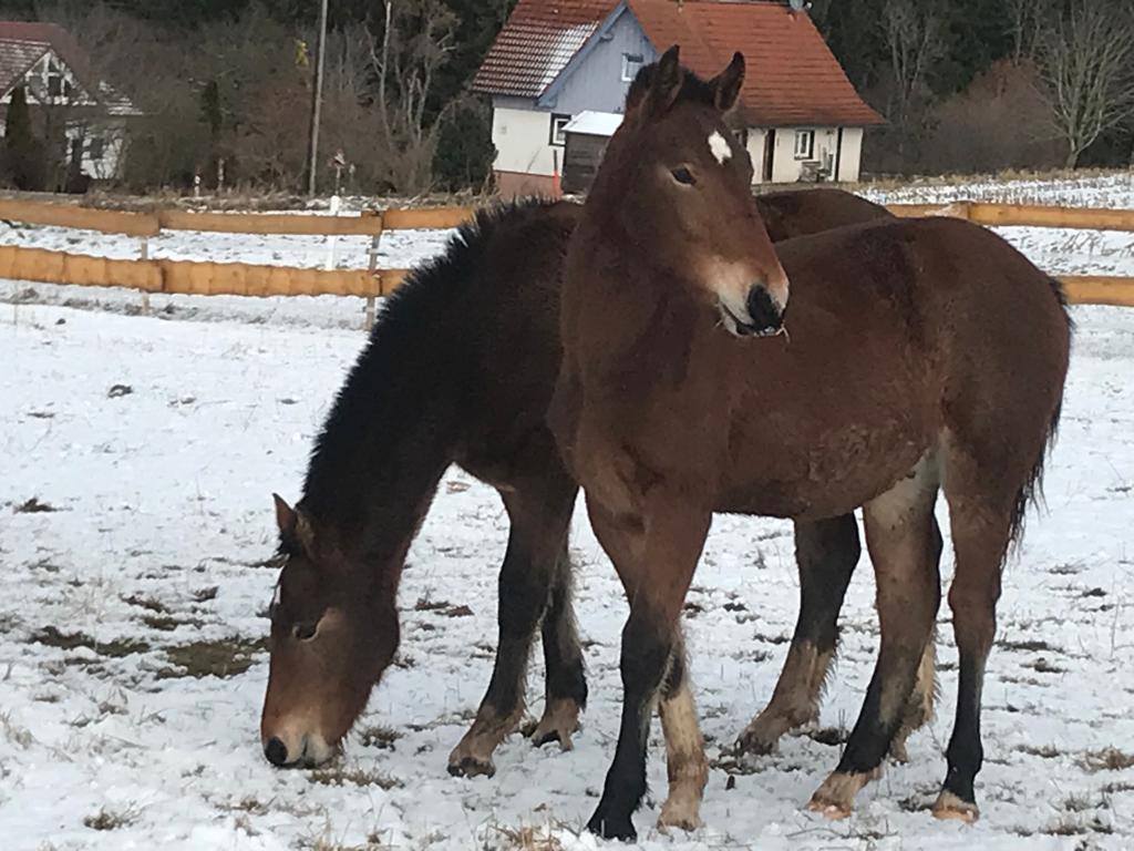 Alvaro und Eros