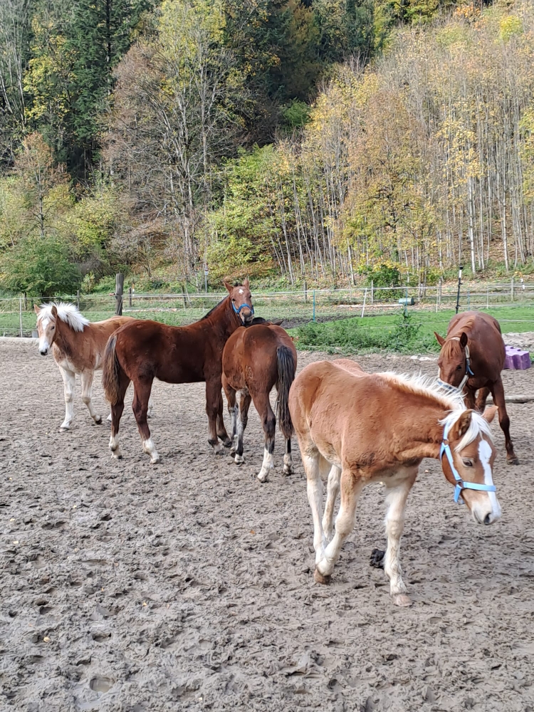 Kairo & Esprit im schönen Salzburgerland 