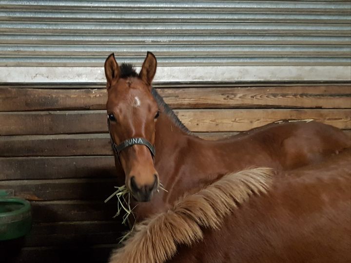 Iduna ist wohlbehalten bei ihrer neuen Familie angekommen :)