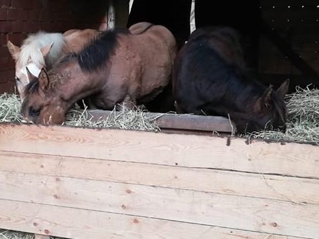 Erstmal mit der Nase tief ins Heu .) HUNGER !!!.