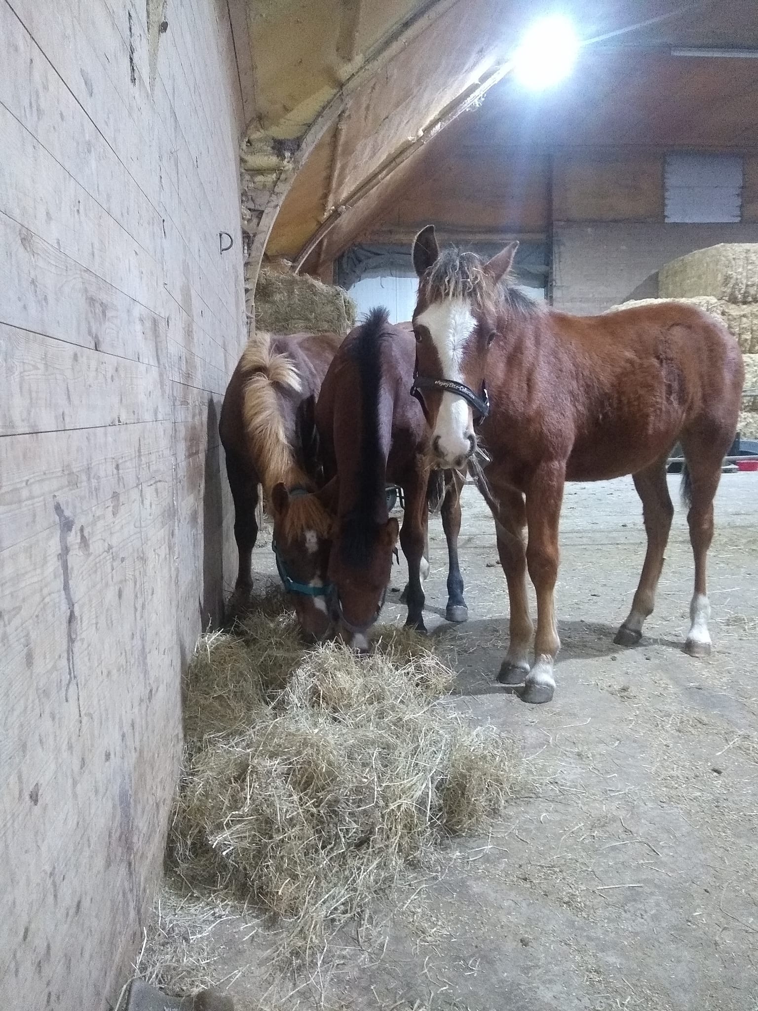  Clipton du Coinat, Cyrius du Coinat und Mirza de la Ste-Fontaine 