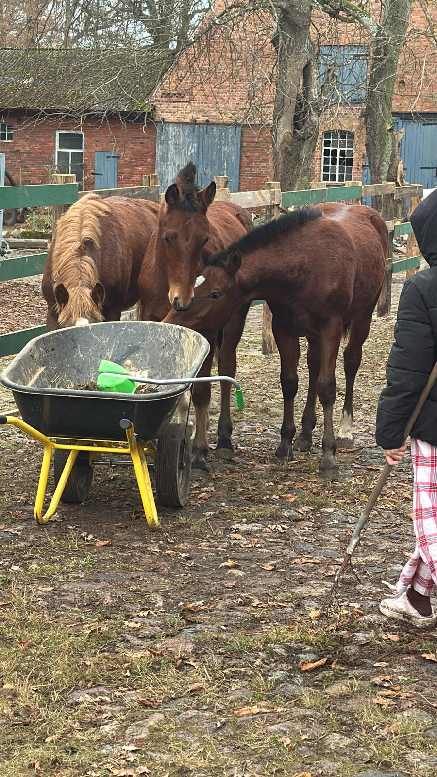 Unsere kleine Gang hilft beim Abäppeln :)