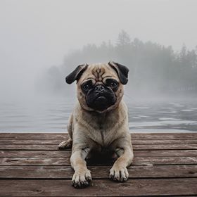 Depuis que ma petite Sookie à 3 mois que nous côtoyons Josée. Dès le début nous avons été bien conseillés pour partir du bon pied. Notre chien est plus que parfaite grâce au talent de Josée. Merci pour tout !  Simon et Benoit.