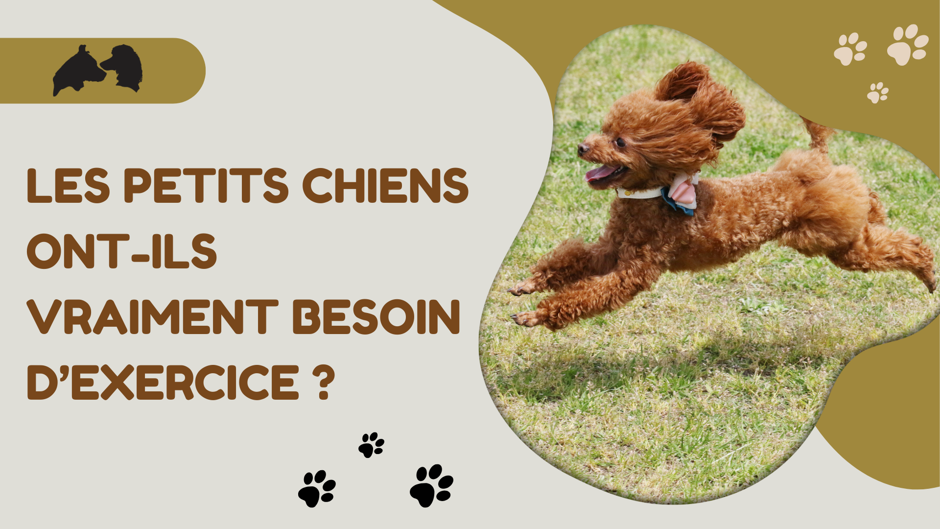 Les petits chiens ont-ils vraiment besoin d’exercice ? Mythes et réalité