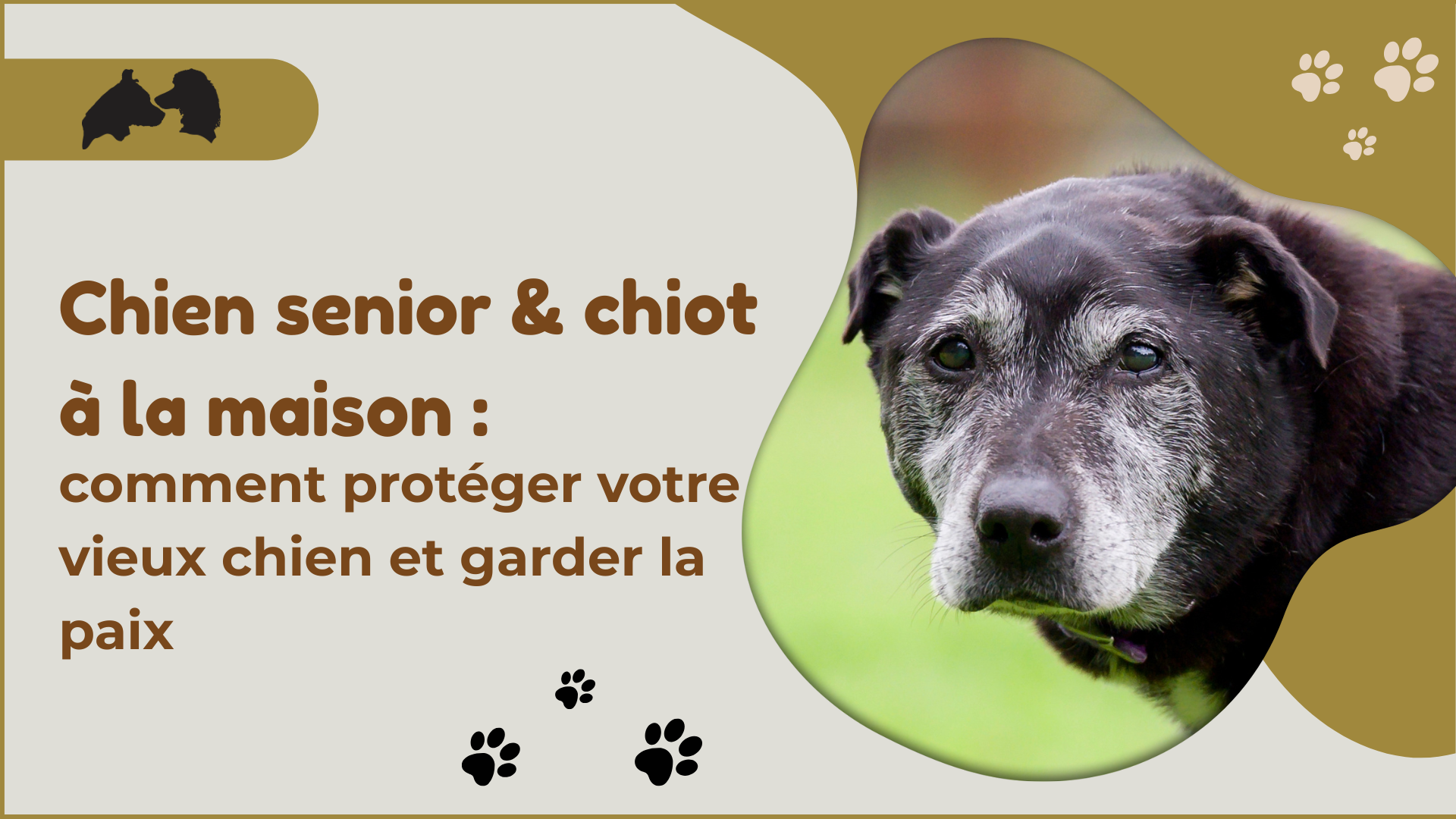 Chien senior et chiot à la maison : comment protéger votre vieux chien et garder la paix.