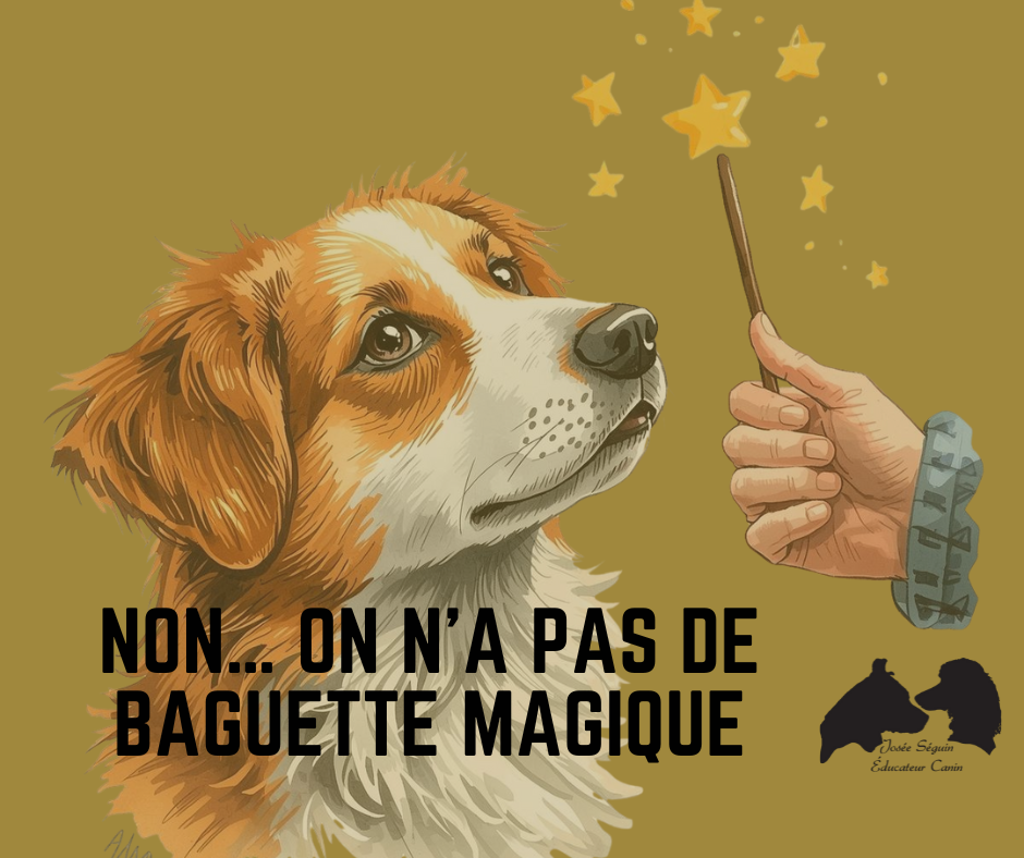 Pourquoi un éducateur canin n’a pas de baguette magique