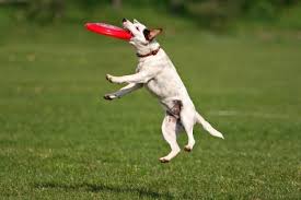 Un chien heureux !