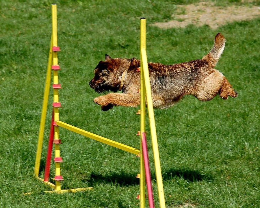Est-ce que ton chien s'amuse avec toi?