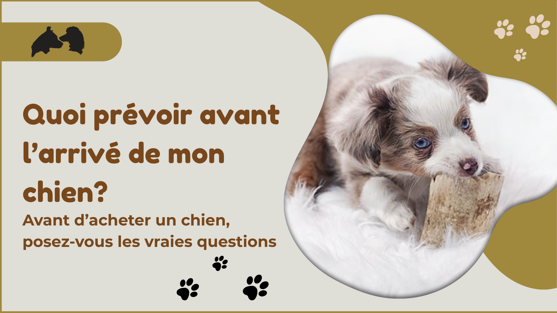 Quoi prévoir avant l'arrivée de mon chien