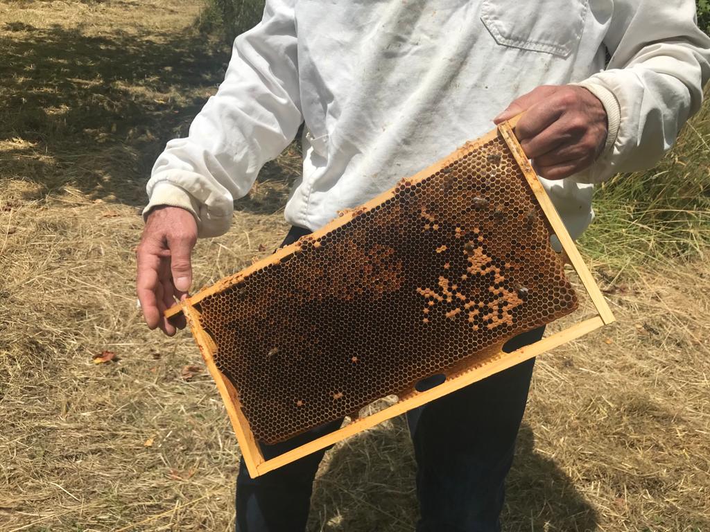 OBV Bienenhaltung LIVE am 02.07.2023