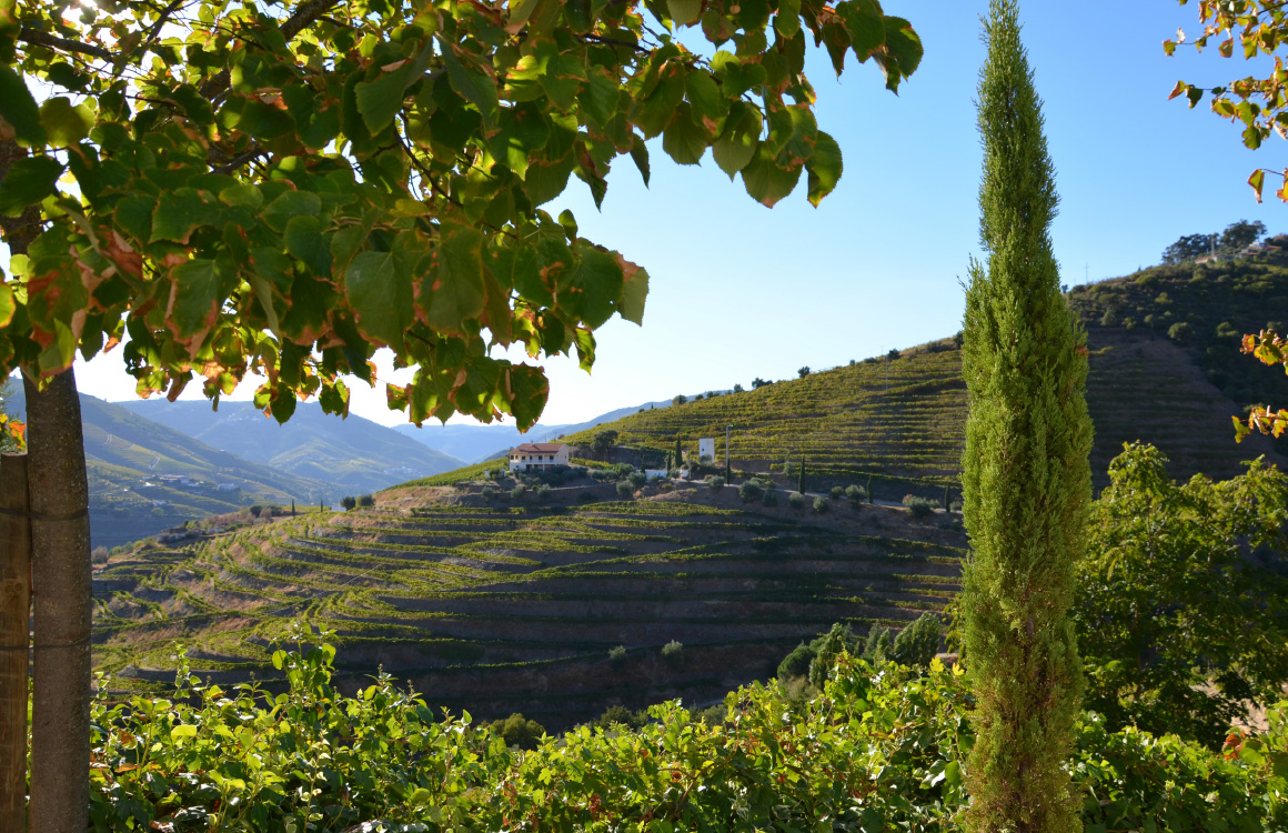 douro-valley-northern-portugal