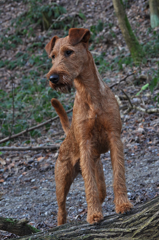 Ballinderry´s Graínne "Bridie" - Jan. 2012