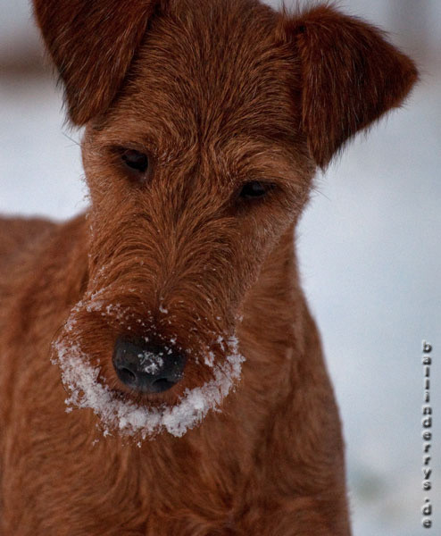 Ballinderry´s Graínne "Bridie" - Schneeschnute - Jan. 2013