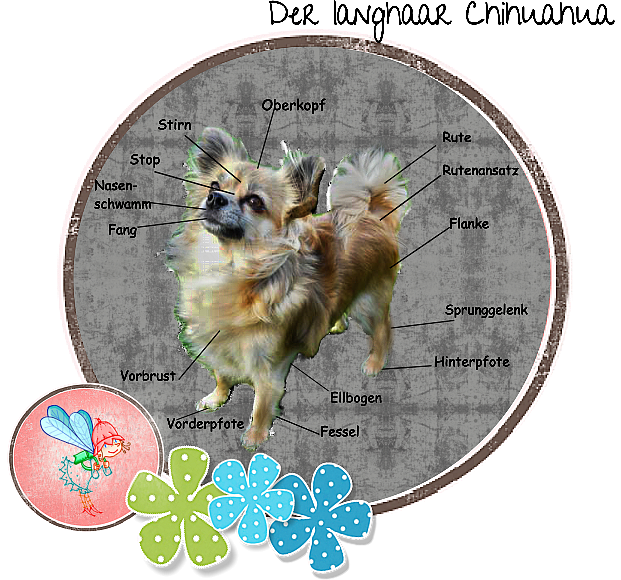 ChihuahuaStandard delafees JimdoPage!