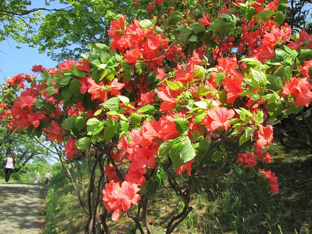 小樽公園のツツジの花