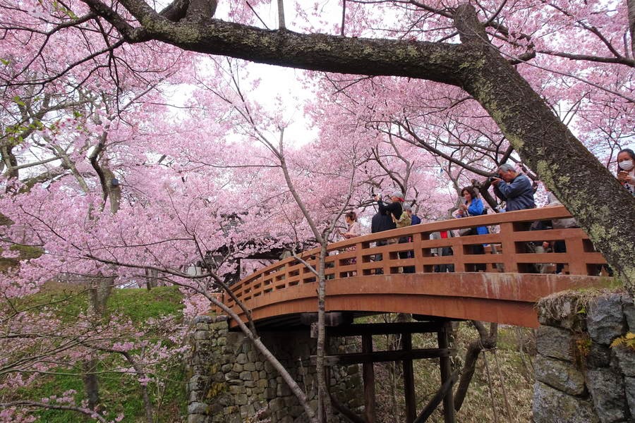 2025年 高遠城址公園さくら祭り 開催情報と現地解説｜日程・駐車場・ライトアップ・出店など