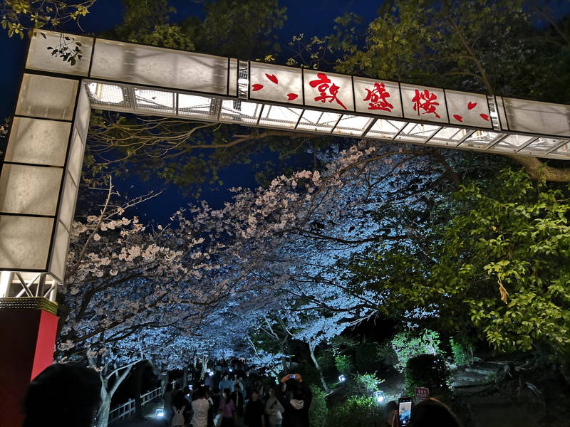 2024年 敦盛桜（須磨浦公園）開催情報｜関西最大級のエンタメ夜桜？日程・ライトアップ・出店屋台など