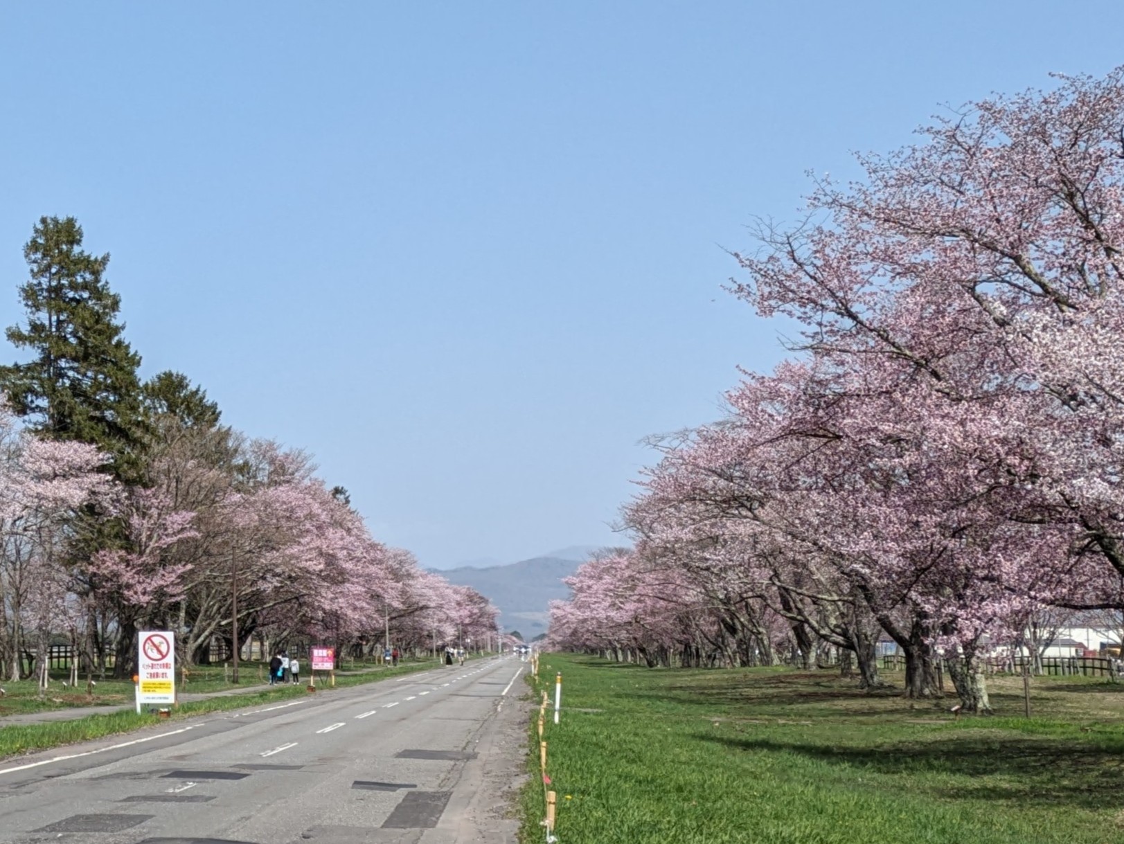 2026年 しずない桜まつり(二十間道路) 開催概要｜日程・スケジュール・駐車場・アクセス・出店