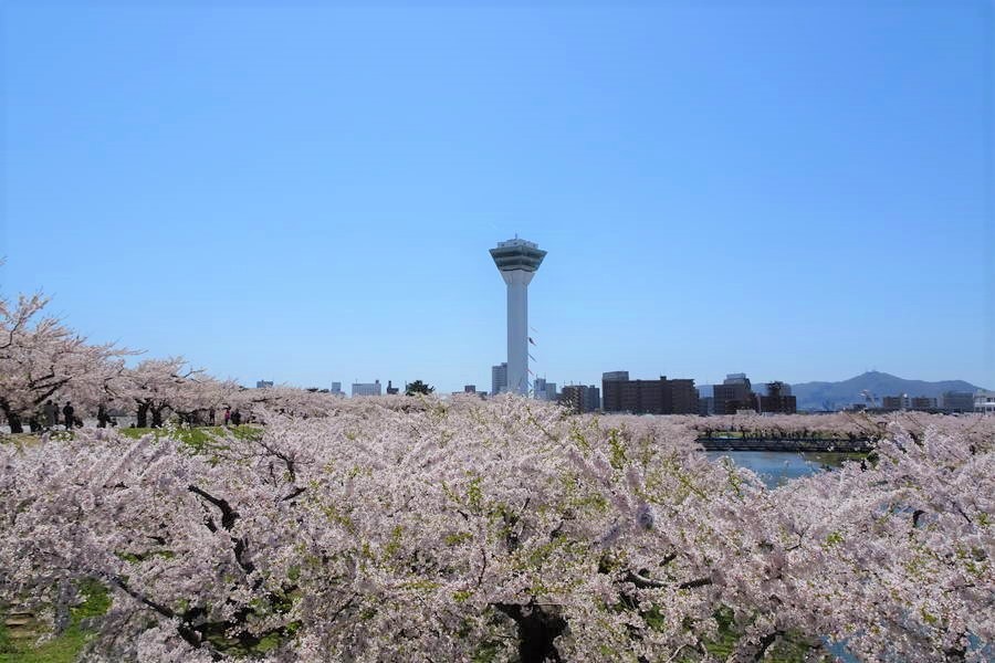 函館五稜郭の桜雲海舞い散る中に【日本半周してた旅～最終話】