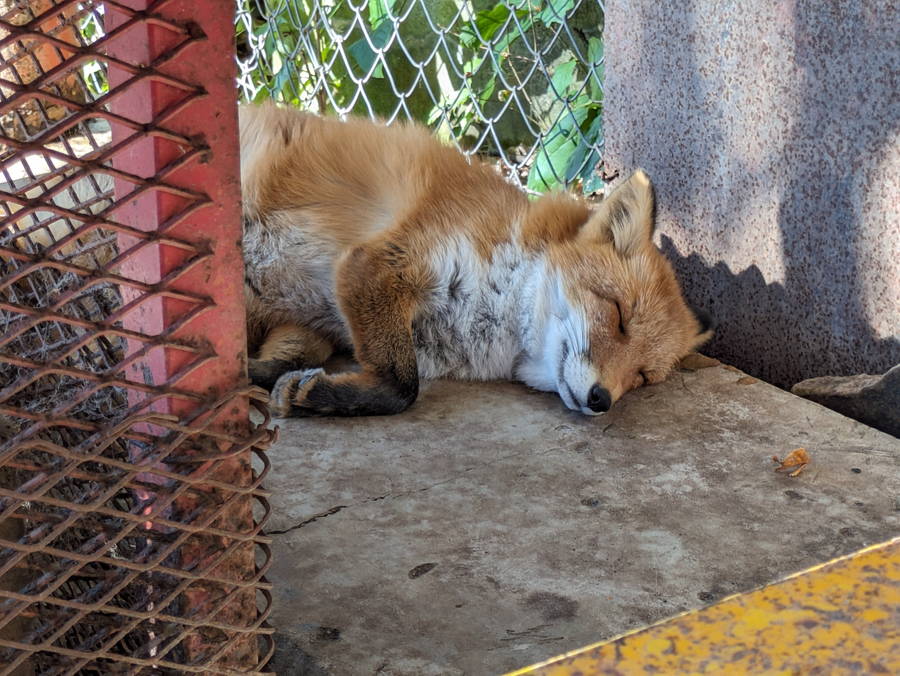 北きつね牧場｜放し飼いの北きつねに大接近！【北海道観光スポット】
