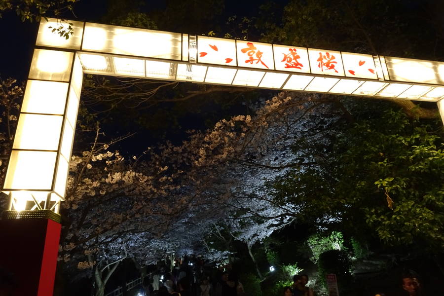 エンタメ夜桜？須磨浦公園の敦盛桜【日本半周してた旅～第37話】